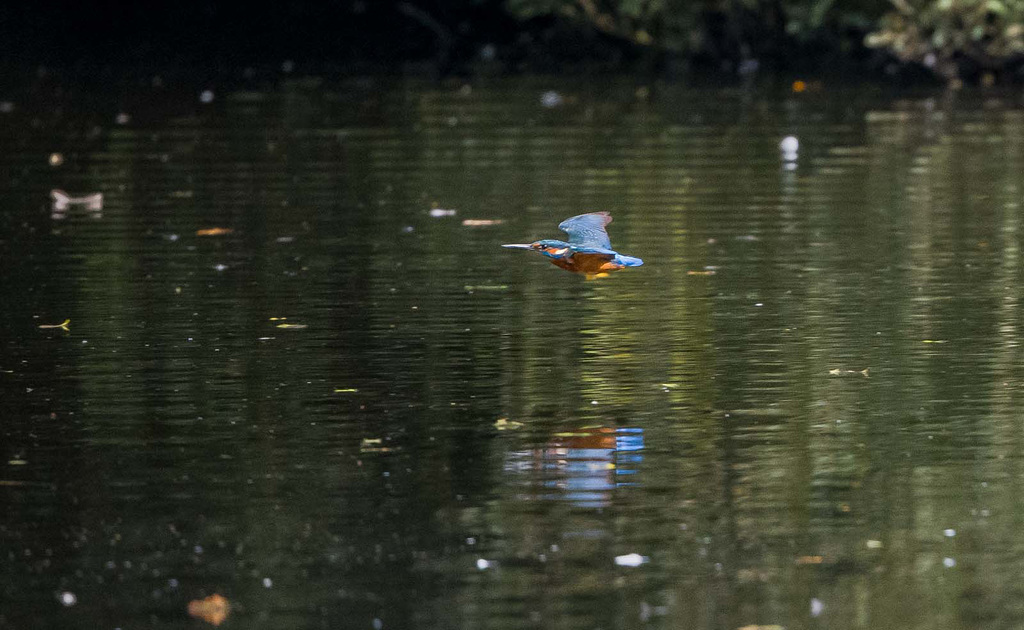 Kingfisher