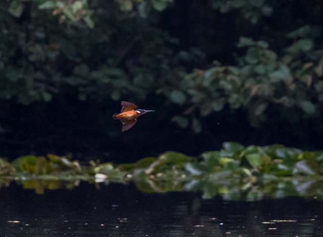 Kingfisher