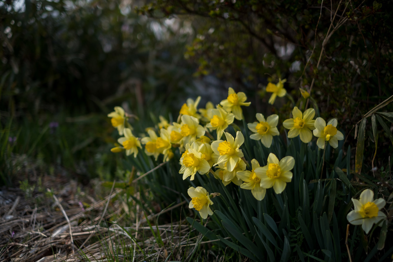 Narcissi