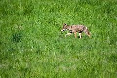 Coyote in a grassy field