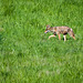 Coyote in a grassy field