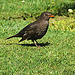 Thrush On Our Front Lawn.