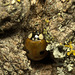 5T2A5332-CR3 DxO DeepPRIME-2Ladybirdv2