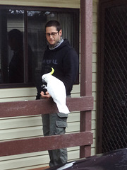 visit from cockatoos