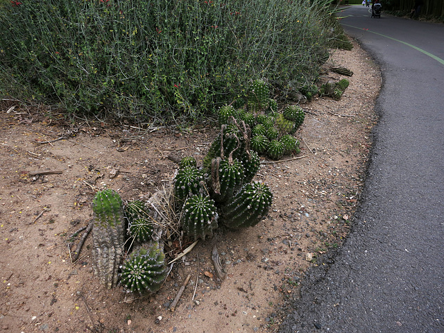 L.A. County Arboretum (1020)