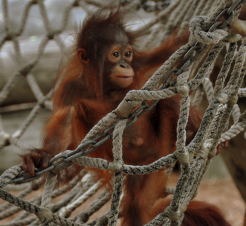 Baby Orang-Utan