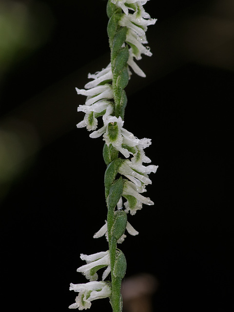 Spiranthes lacera var. gracilis (Southern Slender Ladies'-tresses orchid)