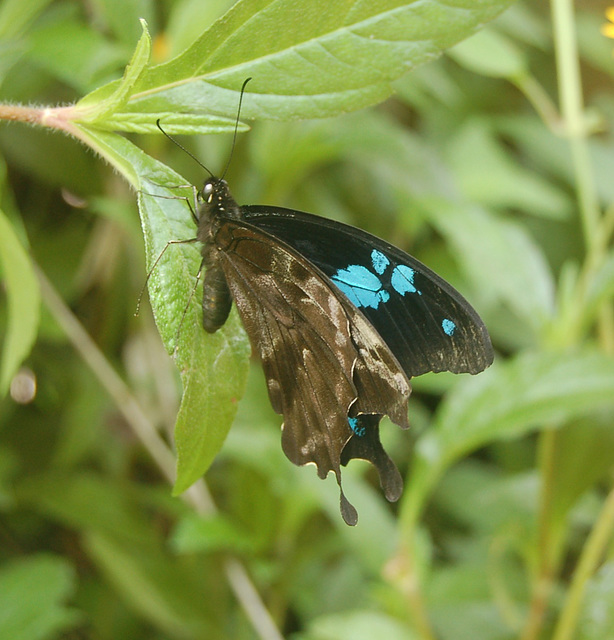 Papilio oribazus