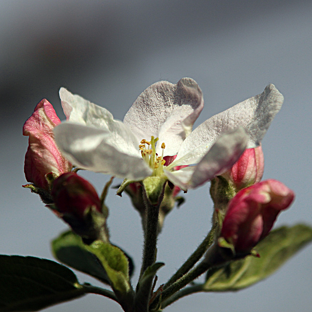 Apfelbaumblühte