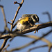 Yellow-rumped Warbler