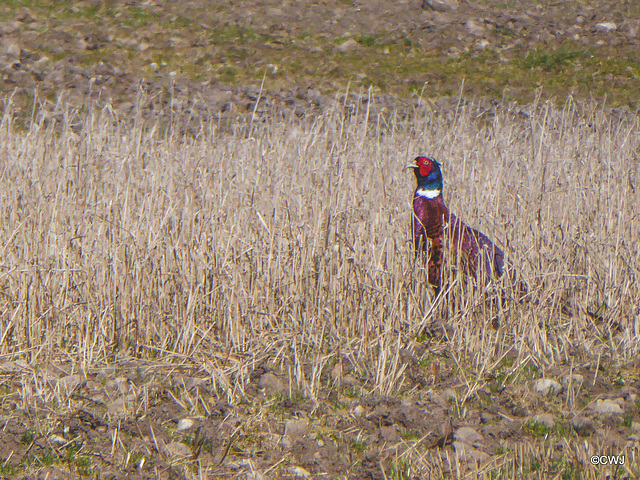 If I just stay still, maybe the dog won't see me...she did!