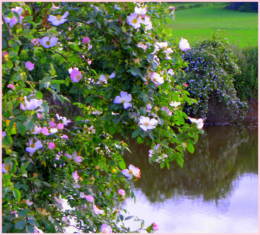 Flowers water flowers