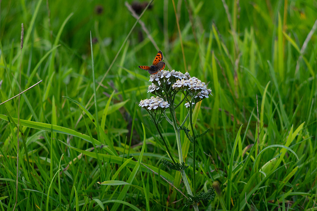 Small Copper Butterfly in a Wild Flower Meadow