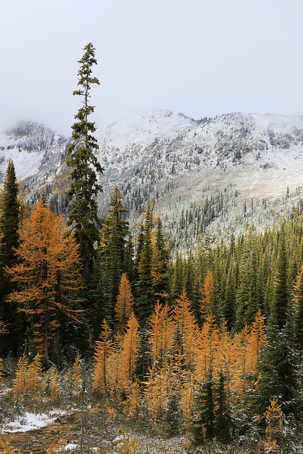 Larches