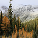 Larches