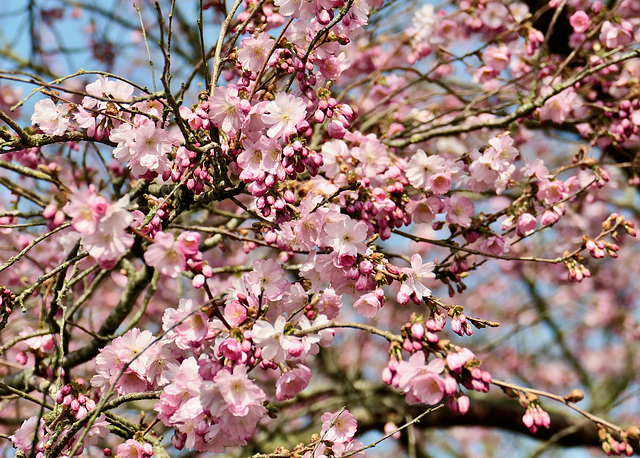 Frühling