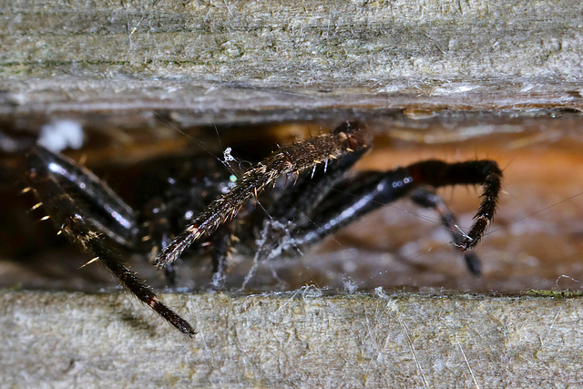 Hidden spider