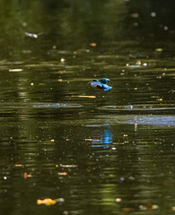 Kingfisher Kingfisher