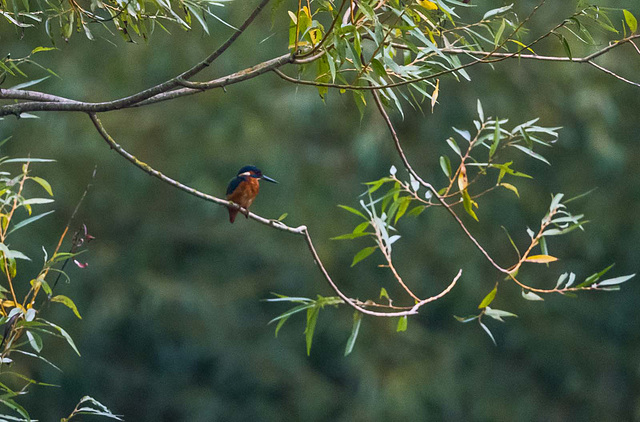 Kingfisher