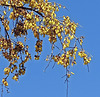 Kowhai Blossom On Our Tree.