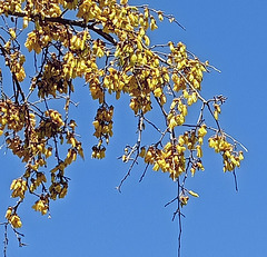 Kowhai Blossom On Our Tree.