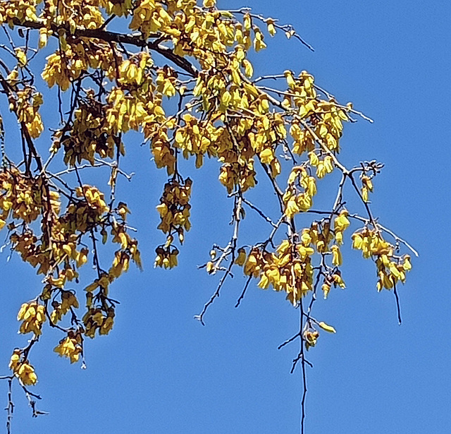 Kowhai Blossom On Our Tree.