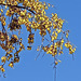 Kowhai Blossom On Our Tree.