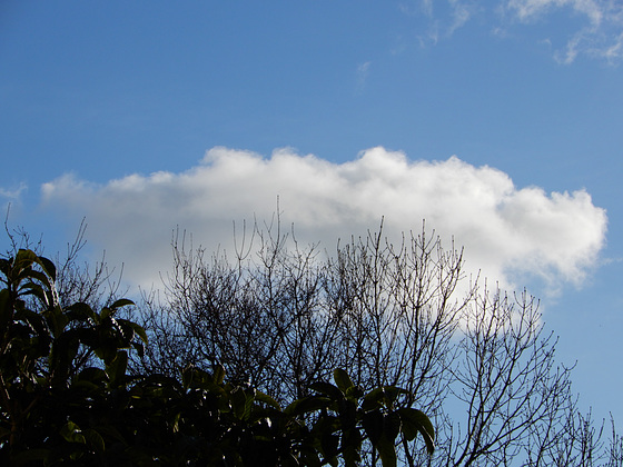 un petit nuage ca sent le printemps le mimosa sent bon et prêt à fleurir,