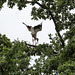 20160812 2194VRAw [D~ST] Weißstorch, Zoo Rheine