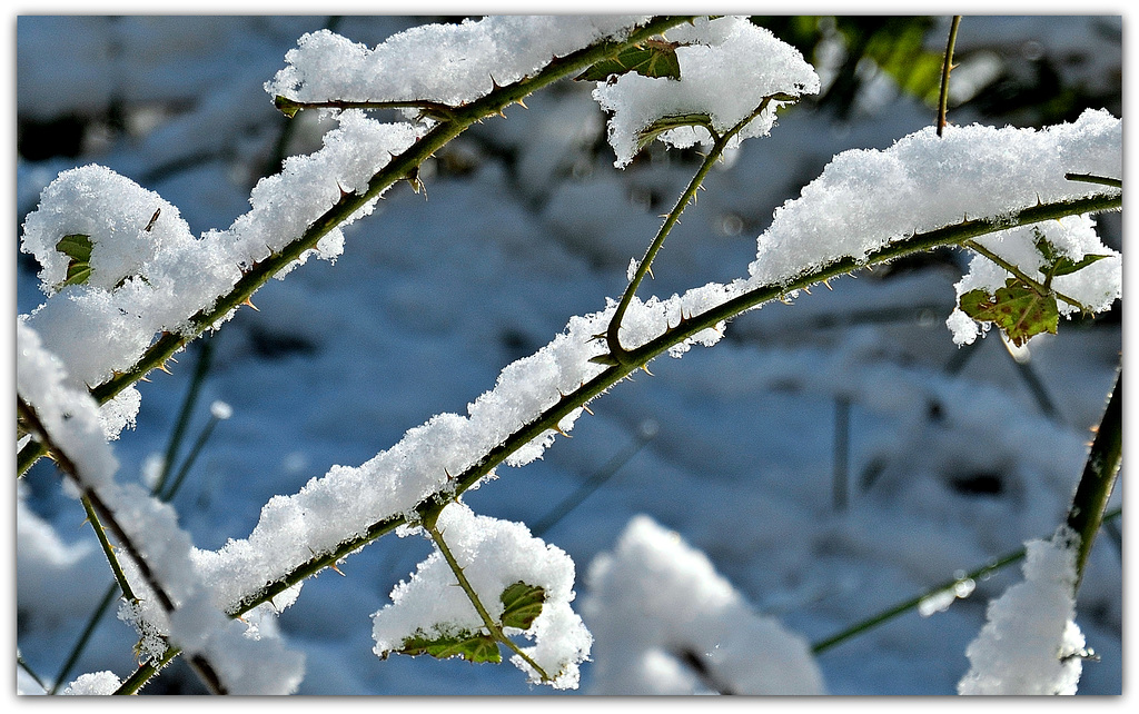 Brambles in Winter