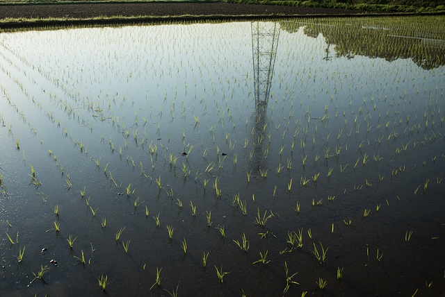 Rice seedlings Just planted