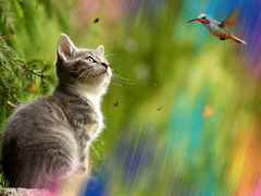 Cats and birds are not necessarily friends :-)