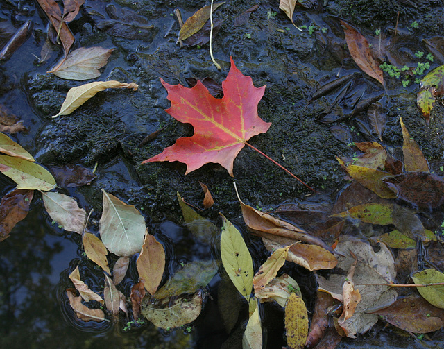 21/50 maple leaf, feuille d'érable