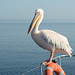Namibia, Walvis Bay, Pelican Poses for a Photo