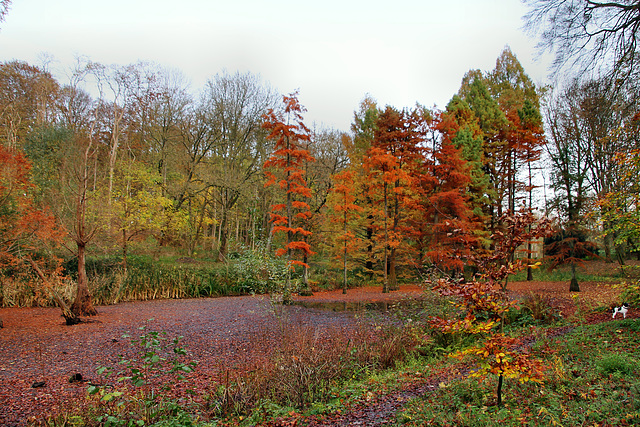 Sumpf im Rombergpark (Dortmund-Brünninghausen) / 8.11.2020