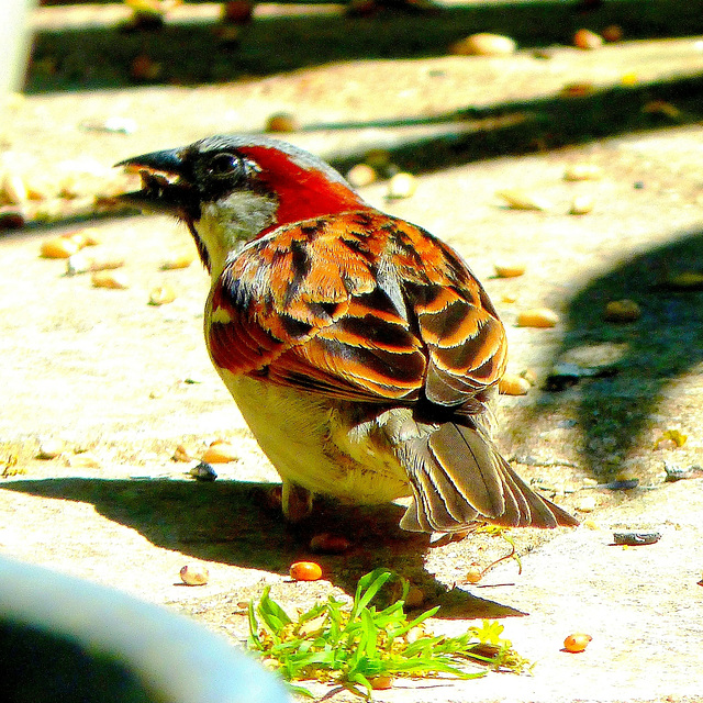 ... zwazo du jardin  , ce 1er juin  ...