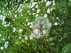 Pusteblume