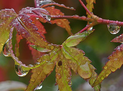 Après la pluie