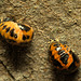 5T2A5370-CR3 DxO DeepPRIME -1twospotladybirdv2