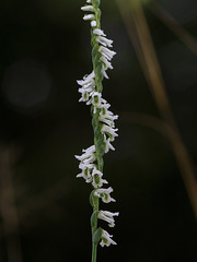 Spiranthes lacera var. gracilis (Southern Slender Ladies'-tresses orchid)