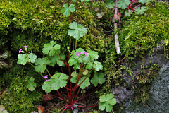 Geranium lucidum (1)