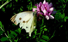 papillon sur une fleur des champs  "trèfle   ????" je ne sais pas