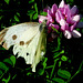 papillon sur une fleur des champs  "trèfle   ????" je ne sais pas