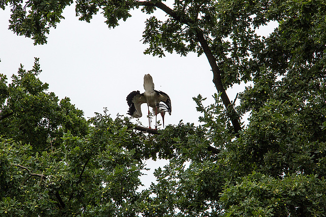 20160812 2195VRAw [D~ST] Weißstorch, Zoo Rheine