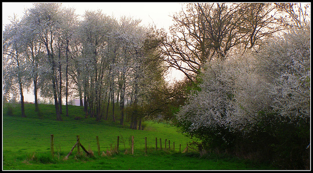 Spring Blossom