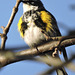 Yellow-rumped Warbler