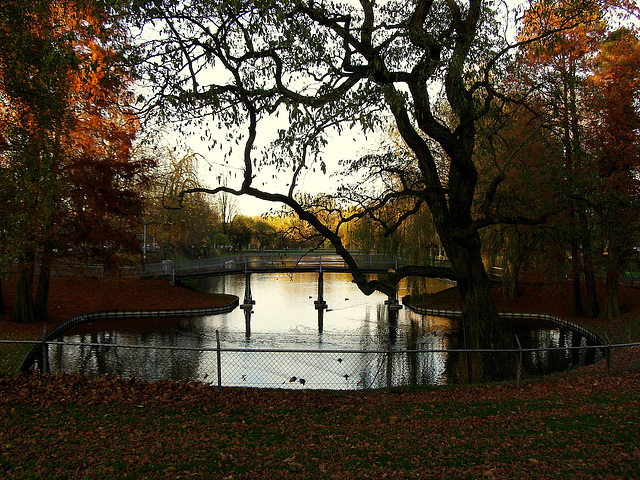 Autumn pond