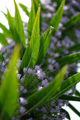 DSCF7531