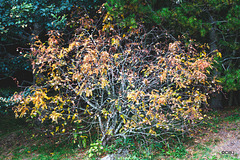 American White-berried Rowan