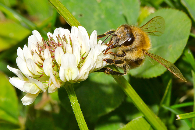 Abeille et trèfle